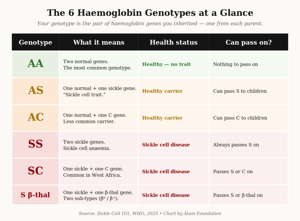 the 6 haemoglobin genotype chart